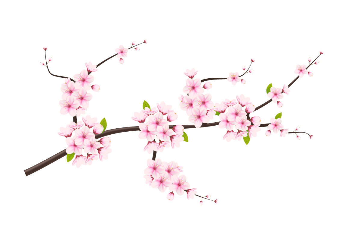 Cherry blossom branch with sakura flower.  cherry vector.  cherry bud. Pink sakura flower