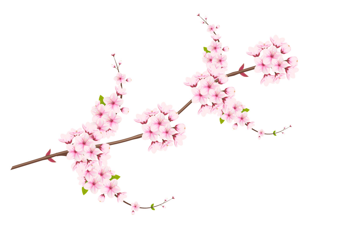 Cherry blossom branch with sakura flower.  cherry blossom vector.  cherry bud