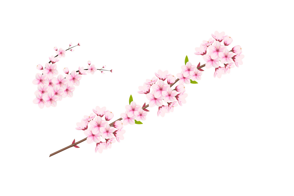 Cherry blossom branch with sakura flower.  cherry blossom vector.  cherry bud. Pink sakura flowers