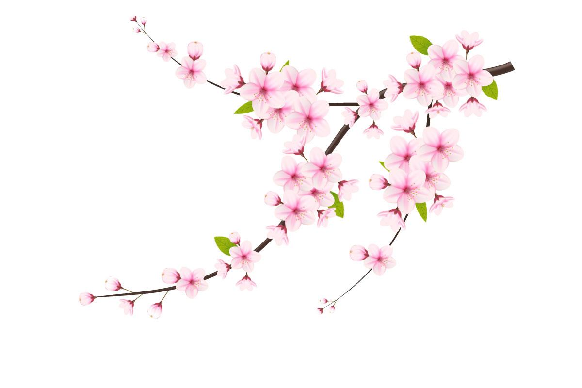 Cherry blossom branch with sakura flower.  cherry blossom vector.  cherry bud. sakura flower
