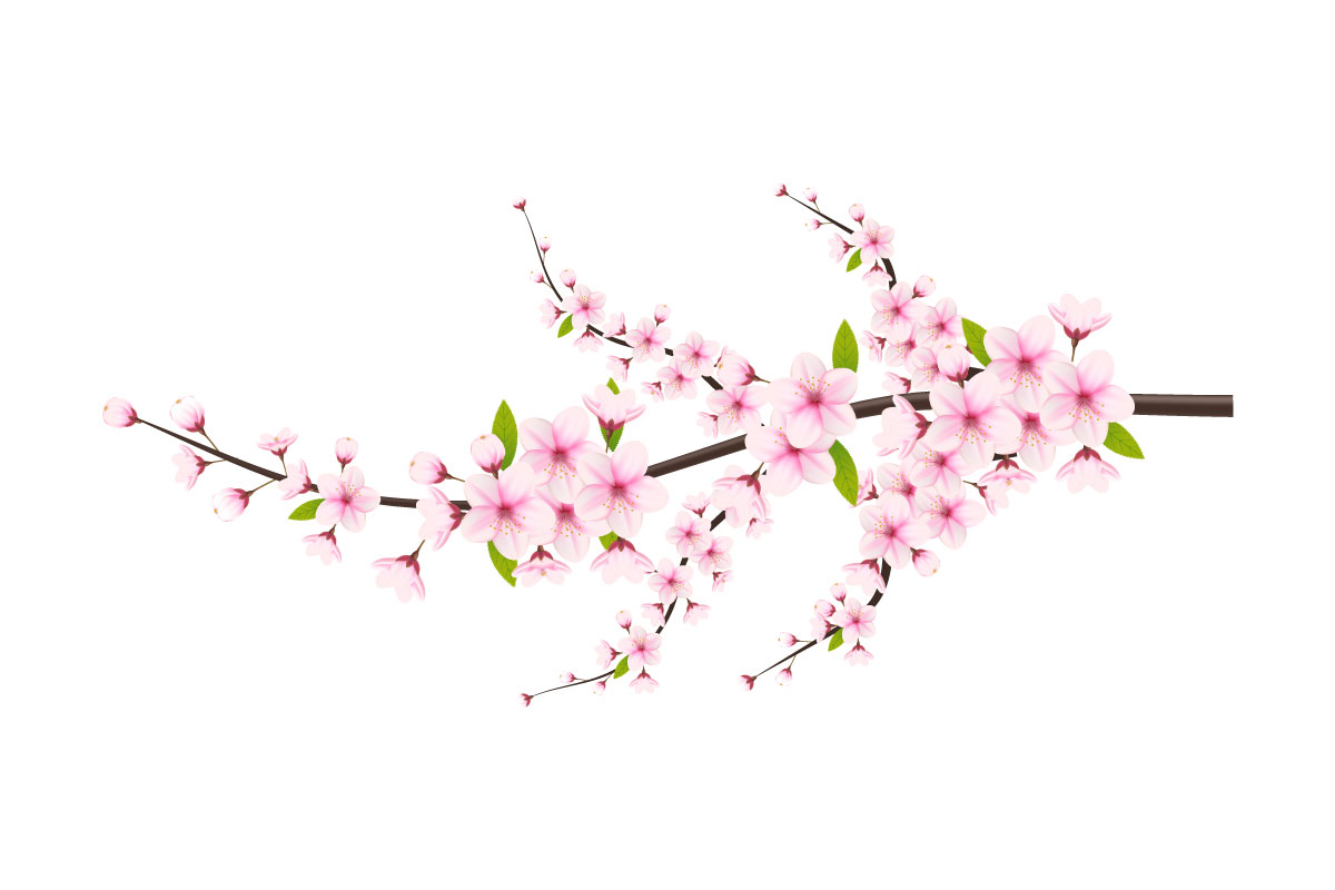 Cherry blossom  with sakura flower.  cherry blossom vector.  cherry bud. Pink sakura flowe