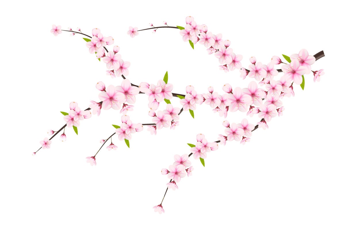 Cherry blossom branch with sakura flower.  cherry blossom vector , Pink sakura flower