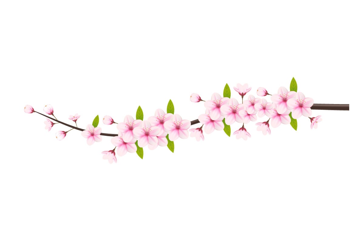 Cherry blossom branch with sakura flower.  cherry blossom vector.  cherry buds. sakura flower
