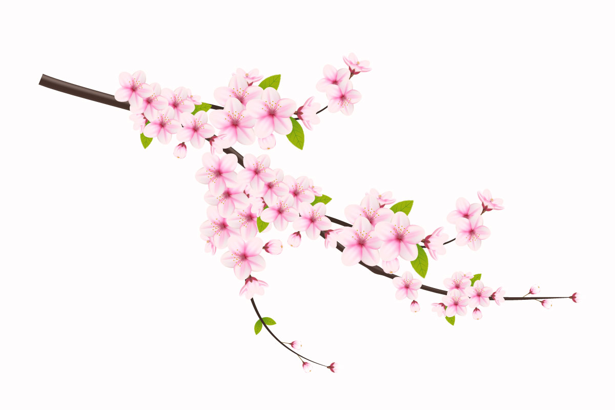 Cherry blossom and sakura flower.  cherry blossom vector.  cherry bud. Pink sakura flower