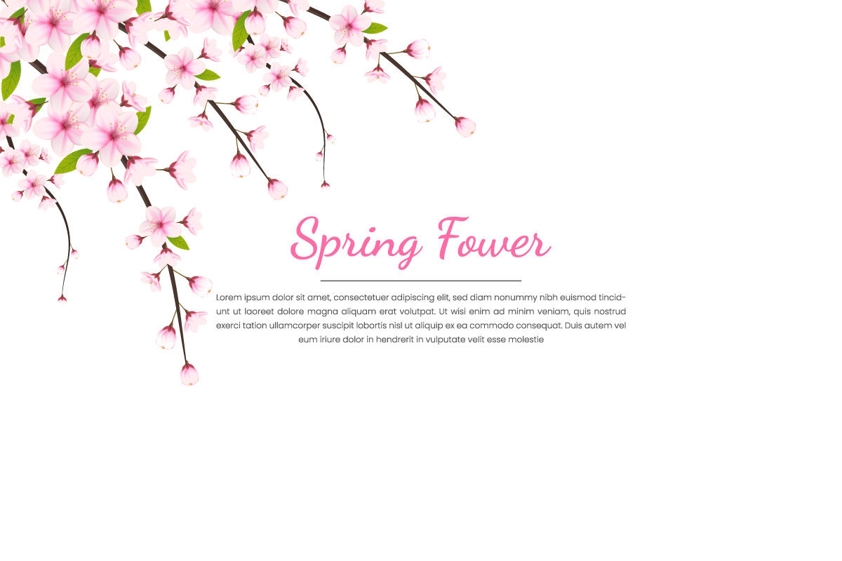Spring Sakura branch background  Vector illustration. Pink Cherry blossoms
