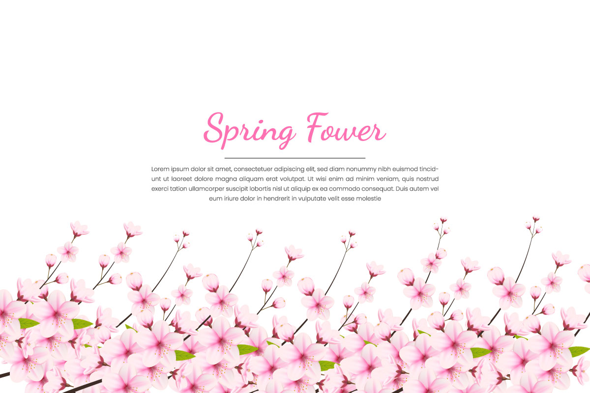 Spring Sakura branch background  Vector illustration. Pink Cherry blossom vector