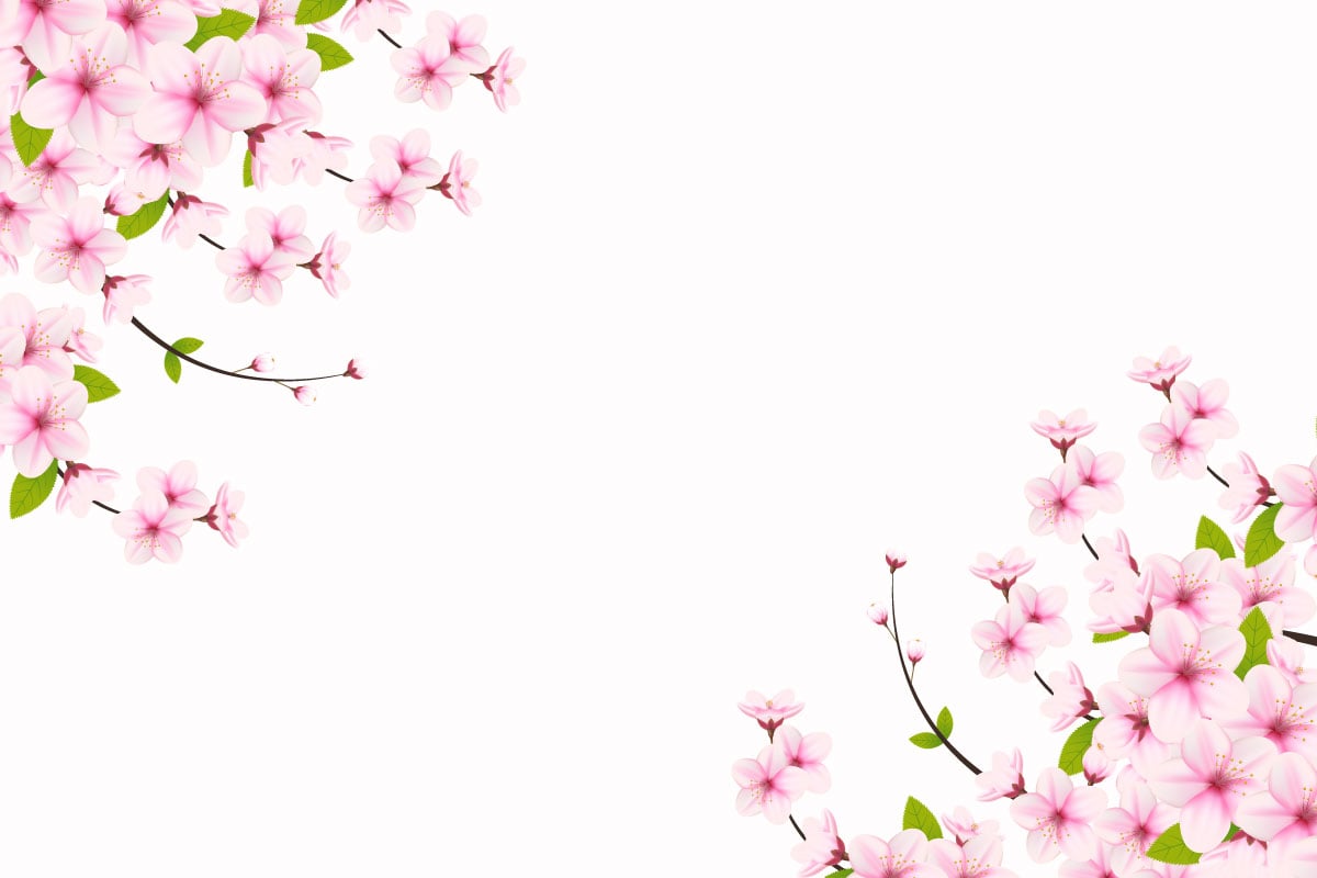 Spring Sakura branch background  Vector illustration. Pink Cherry
