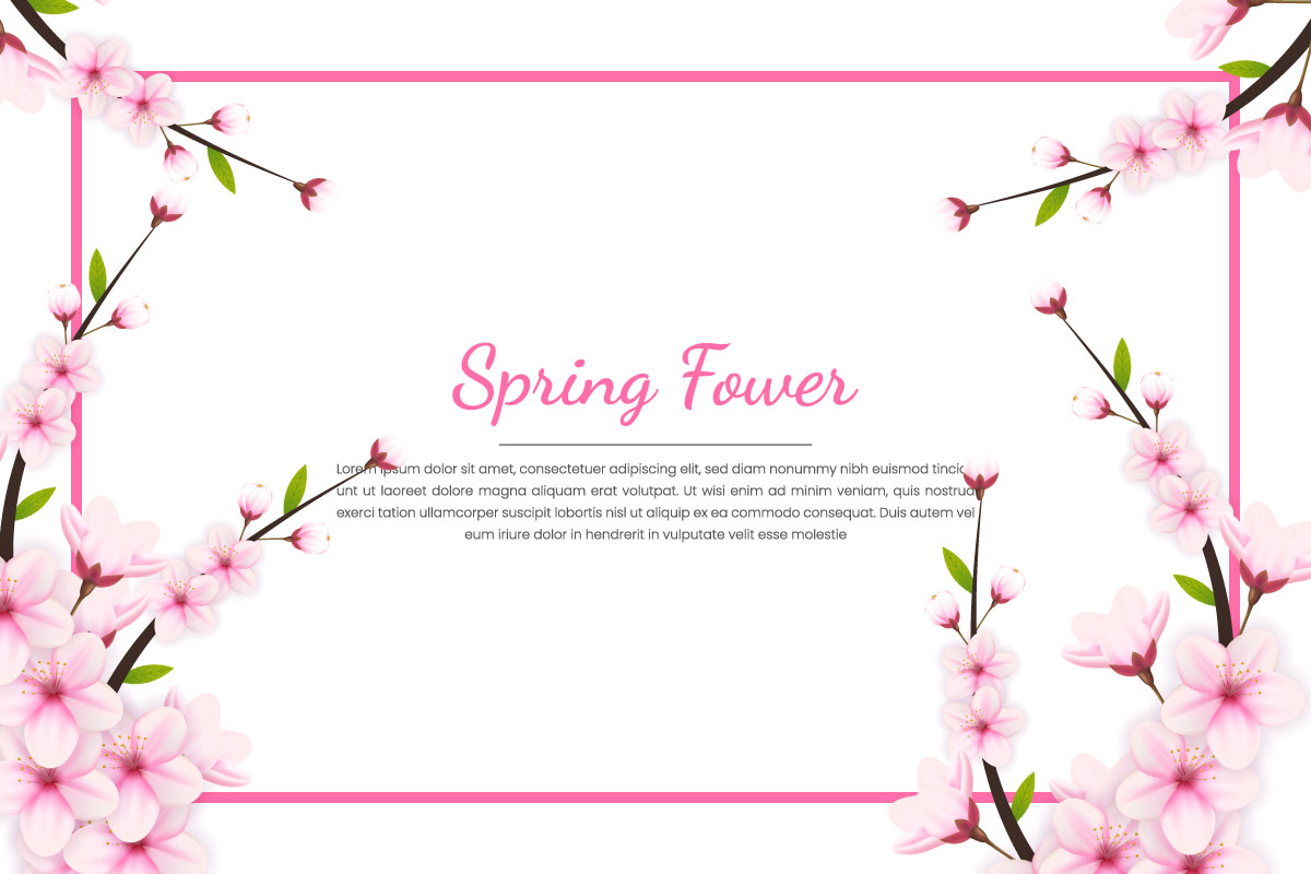 vector Sakura branch background  Vector illustration. Pink Cherry blossom white  background