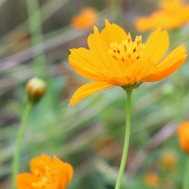<a class=ContentLinkGreen href=/fr/kits_graphiques_templates_stock-video.html>Stock Vido</a></font> cosmos fleur 346217