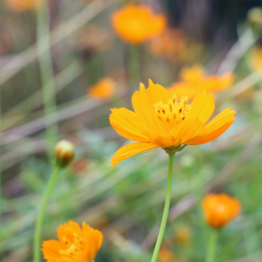 <a class=ContentLinkGreen href=/fr/kits_graphiques_templates_stock-video.html>Stock Vido</a></font> cosmos fleur 346220