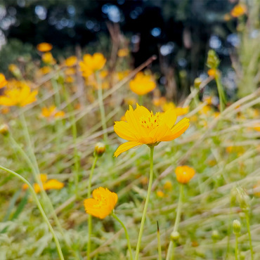 <a class=ContentLinkGreen href=/fr/kits_graphiques_templates_stock-video.html>Stock Vido</a></font> jaune fleur 346600