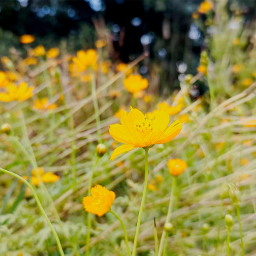 <a class=ContentLinkGreen href=/fr/kits_graphiques_templates_stock-video.html>Stock Vido</a></font> jaune fleur 346609