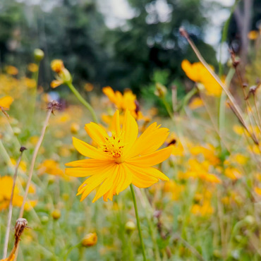 <a class=ContentLinkGreen href=/fr/kits_graphiques_templates_stock-video.html>Stock Vido</a></font> jaune fleur 346611
