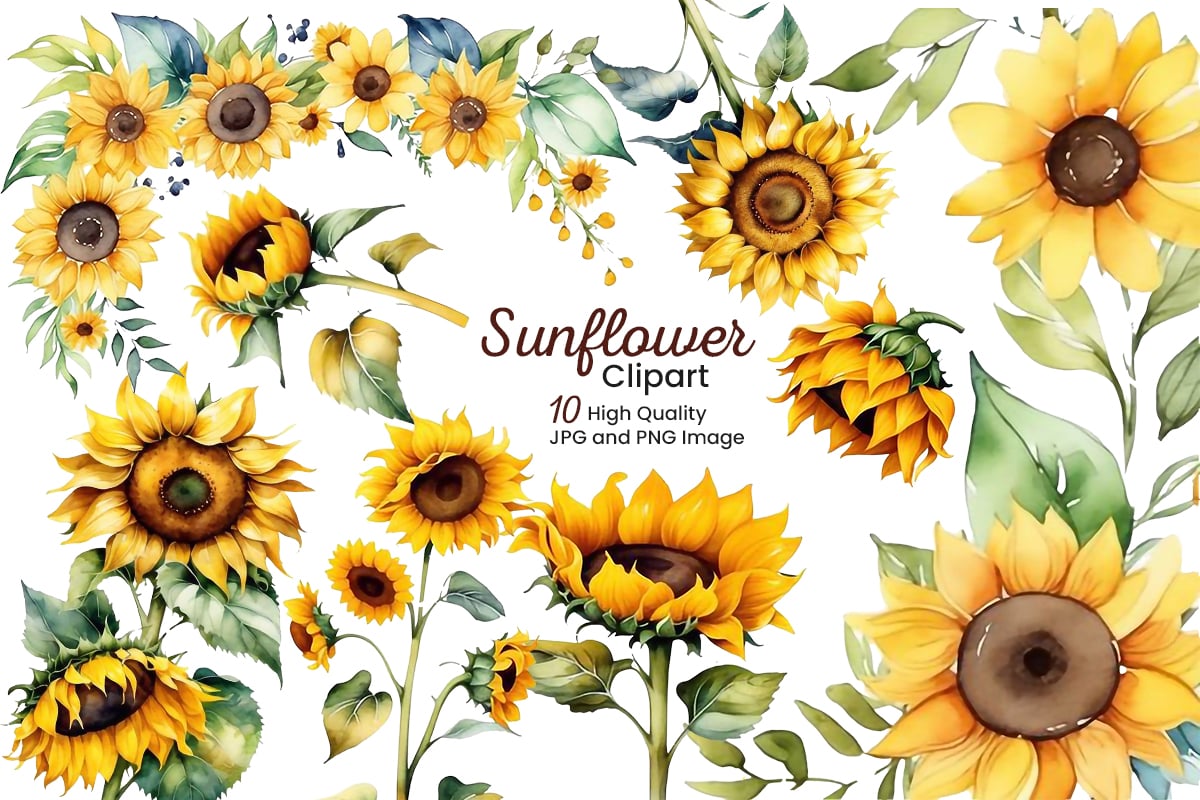 Hand painted watercolor sunflowers bouquets with green leaves clipart