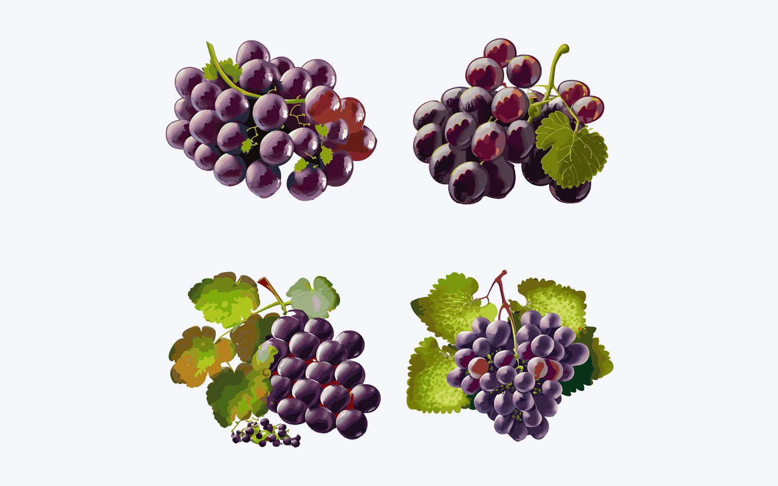 Beautiful Grape in solid background, vector illustration