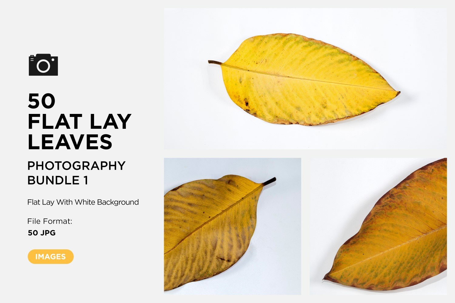 50 Flat Lay Dead Dry leaf isolated on white background autumn leaves Set