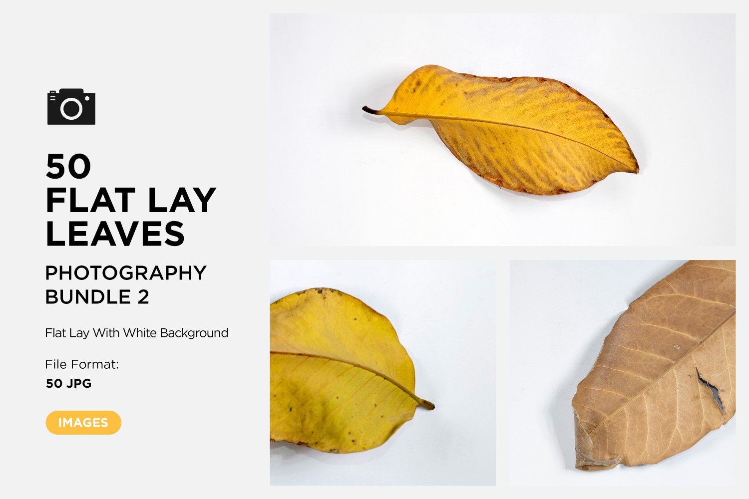 50 Flat Lay Dead Dry leaf isolated on white background autumn leaves Set-2