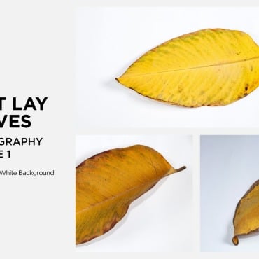 Lay Leaf Backgrounds 361203