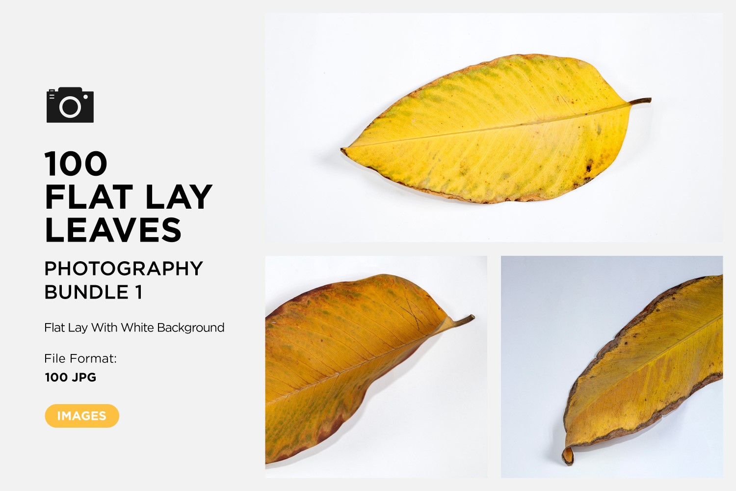 100 Flat Lay Dead Dry leaf isolated on white background autumn leaves Set