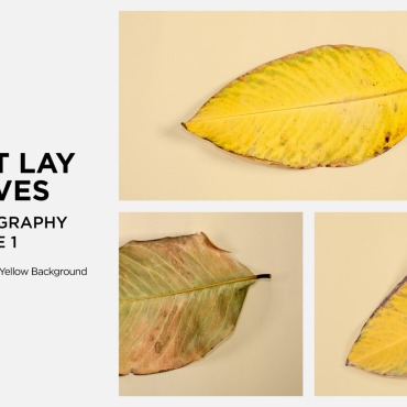 Lay Leaf Backgrounds 361204