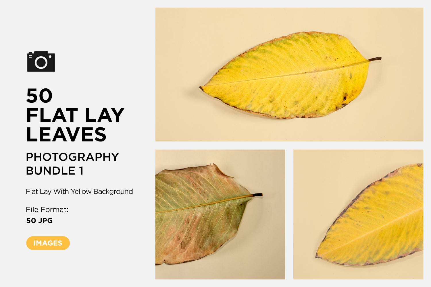 50 Flat Lay Dead Dry leaf isolated on Yellow background autumn leaves Set-1