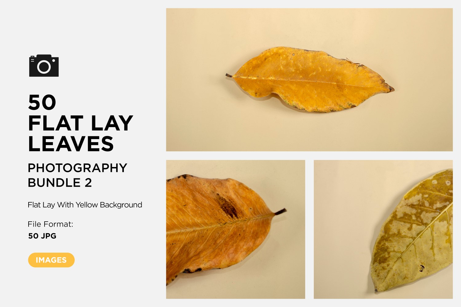 50 Flat Lay Dead Dry leaf isolated on Yellow background autumn leaves Set-2