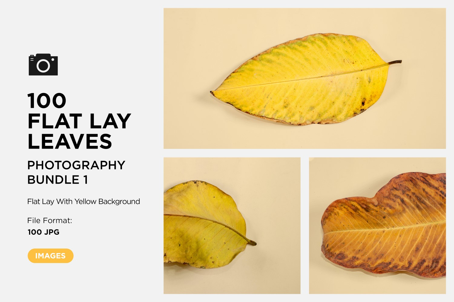 100 Flat Lay Dead Dry leaf isolated on Yellow background autumn leaves Set