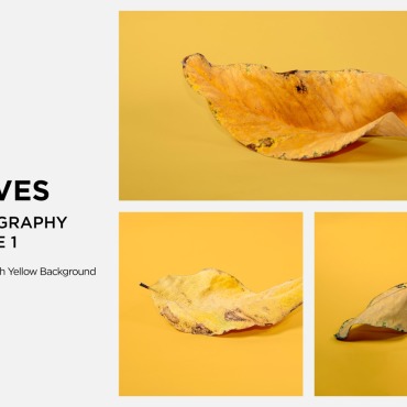 Leaf Dry Backgrounds 361571