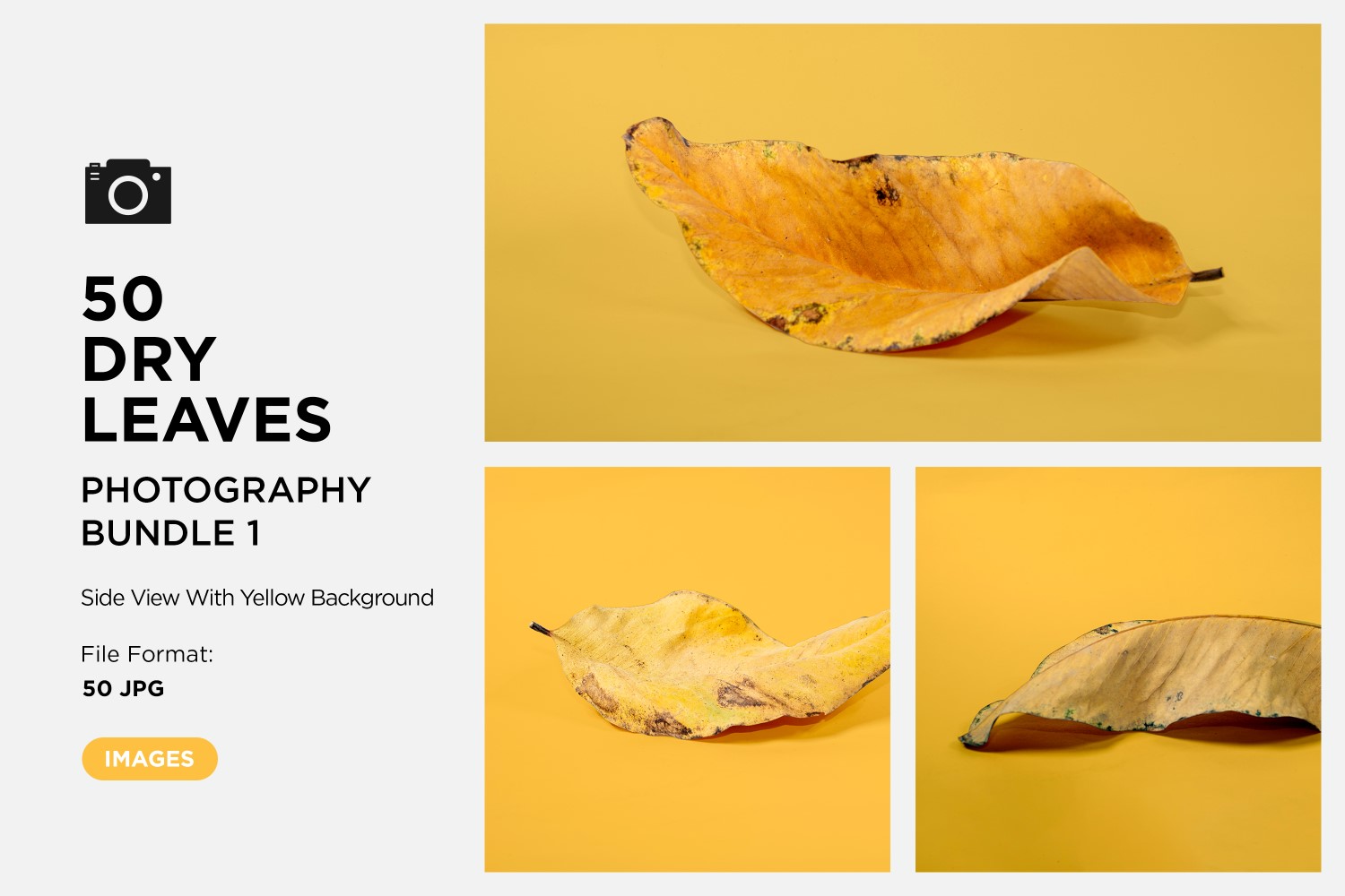 50 Side View Dead Dry leaf isolated on Yellow background autumn leaves Set