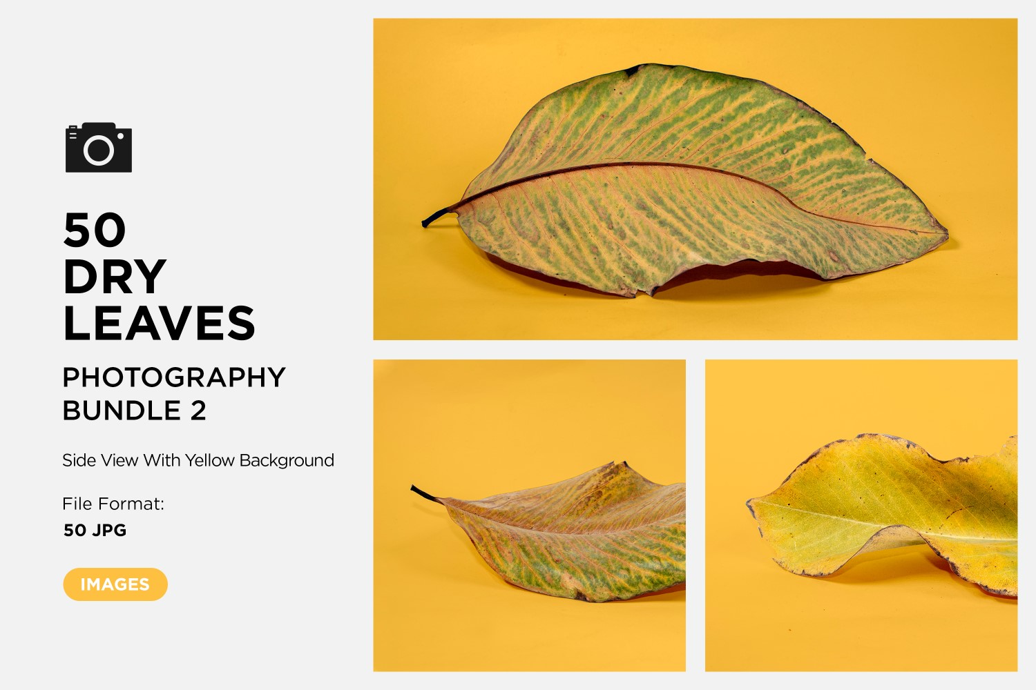 50 Side View Dead Dry leaf isolated on Yellow background autumn leaves Set 02