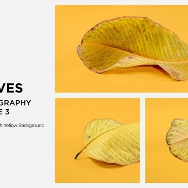 Leaf Dry Backgrounds 361575