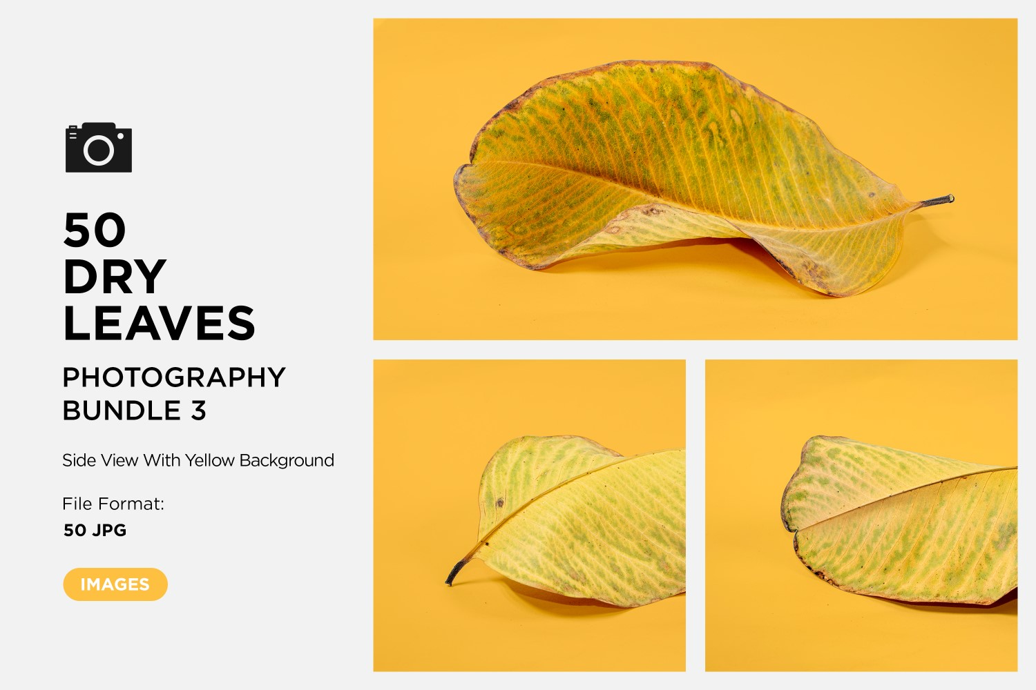 50 Side View Dead Dry leaf isolated on Yellow background autumn leaves Set 03