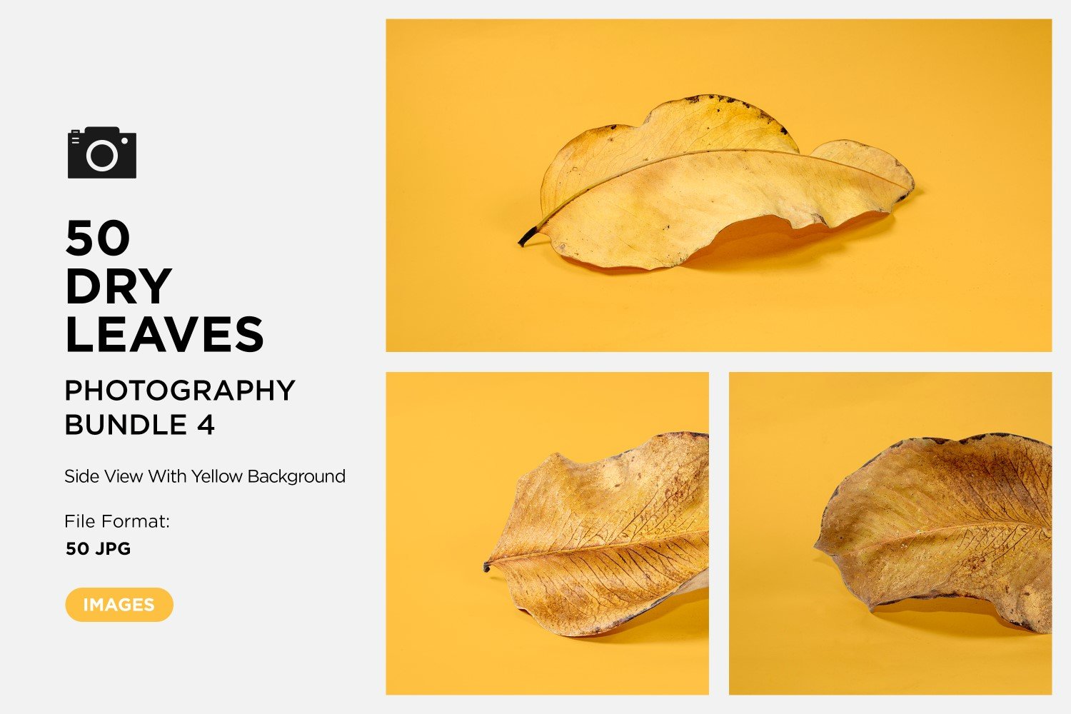 50 Side View Dead Dry leaf isolated on Yellow background autumn leaves Set 04