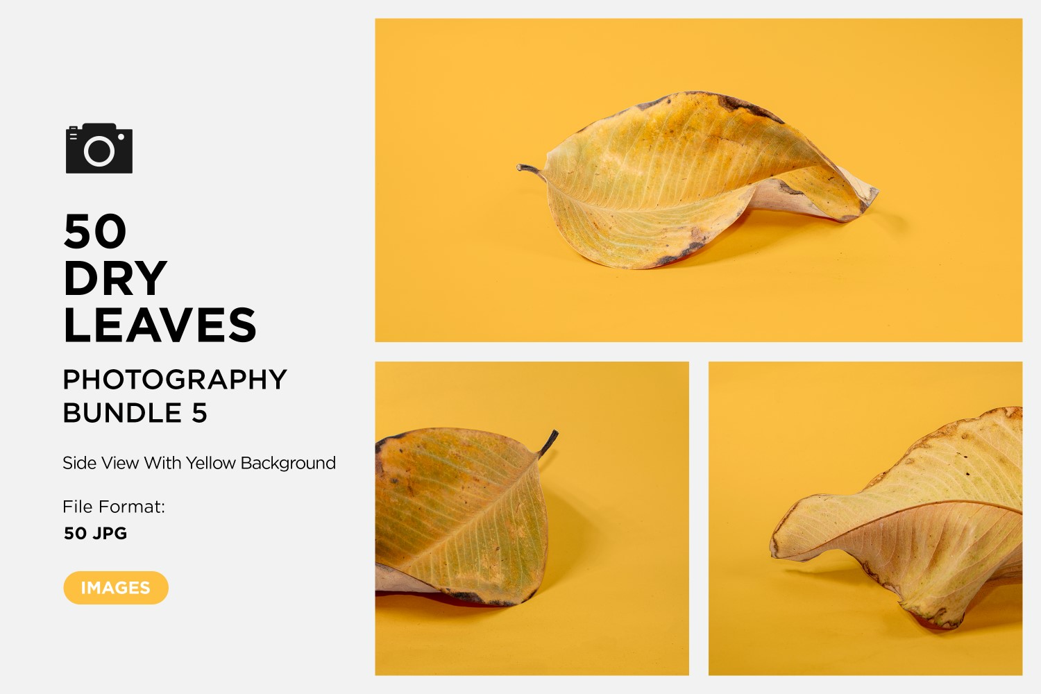 50 Side View Dead Dry leaf isolated on Yellow background autumn leaves Set 05