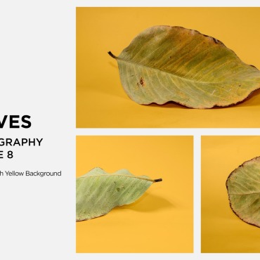 Leaf Dry Backgrounds 361579