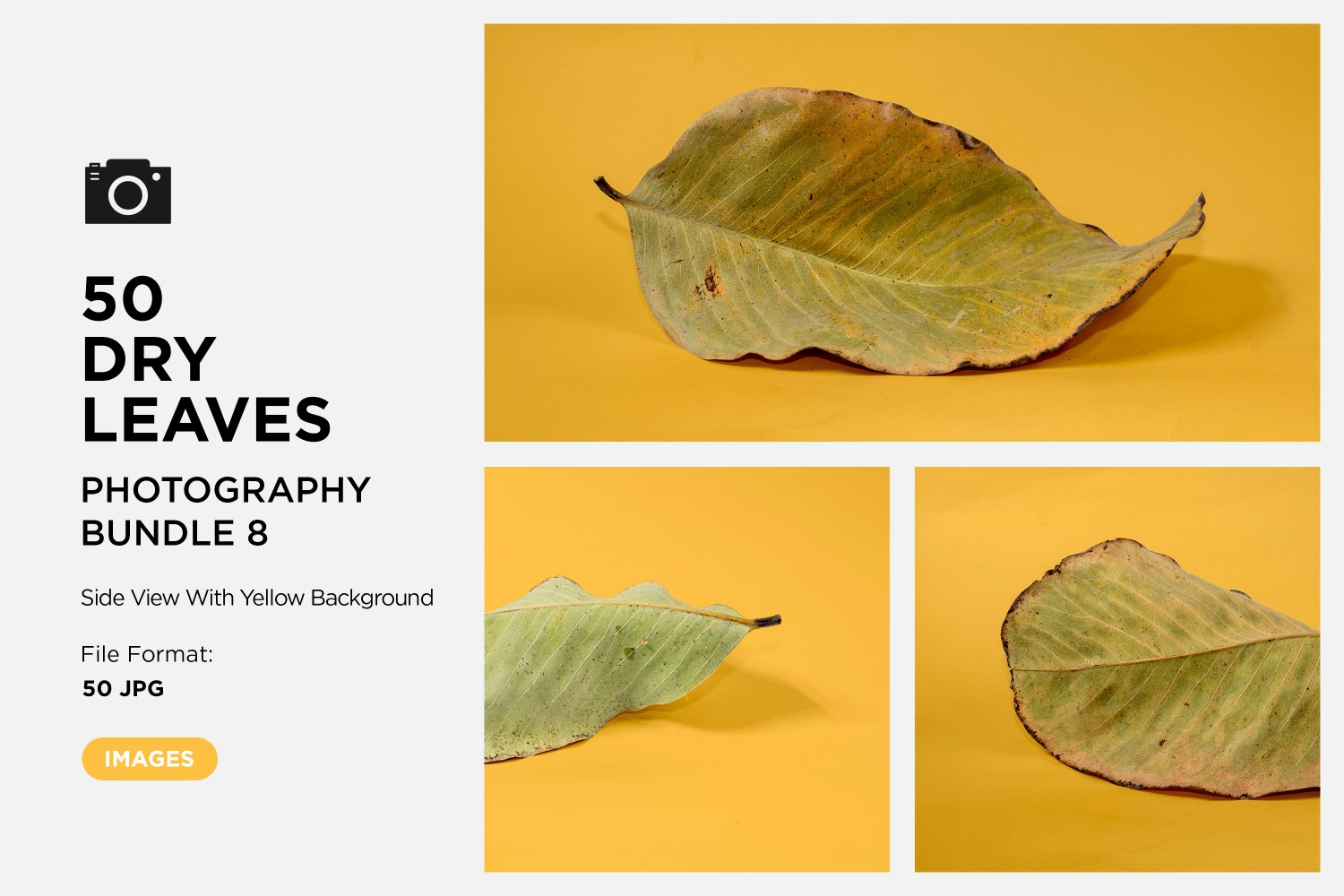 50 Side View Dead Dry leaf isolated on Yellow background autumn leaves Set 08