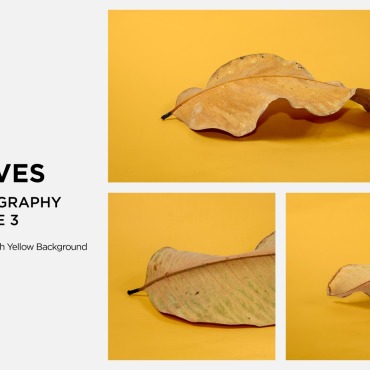 Leaf Dry Backgrounds 361580