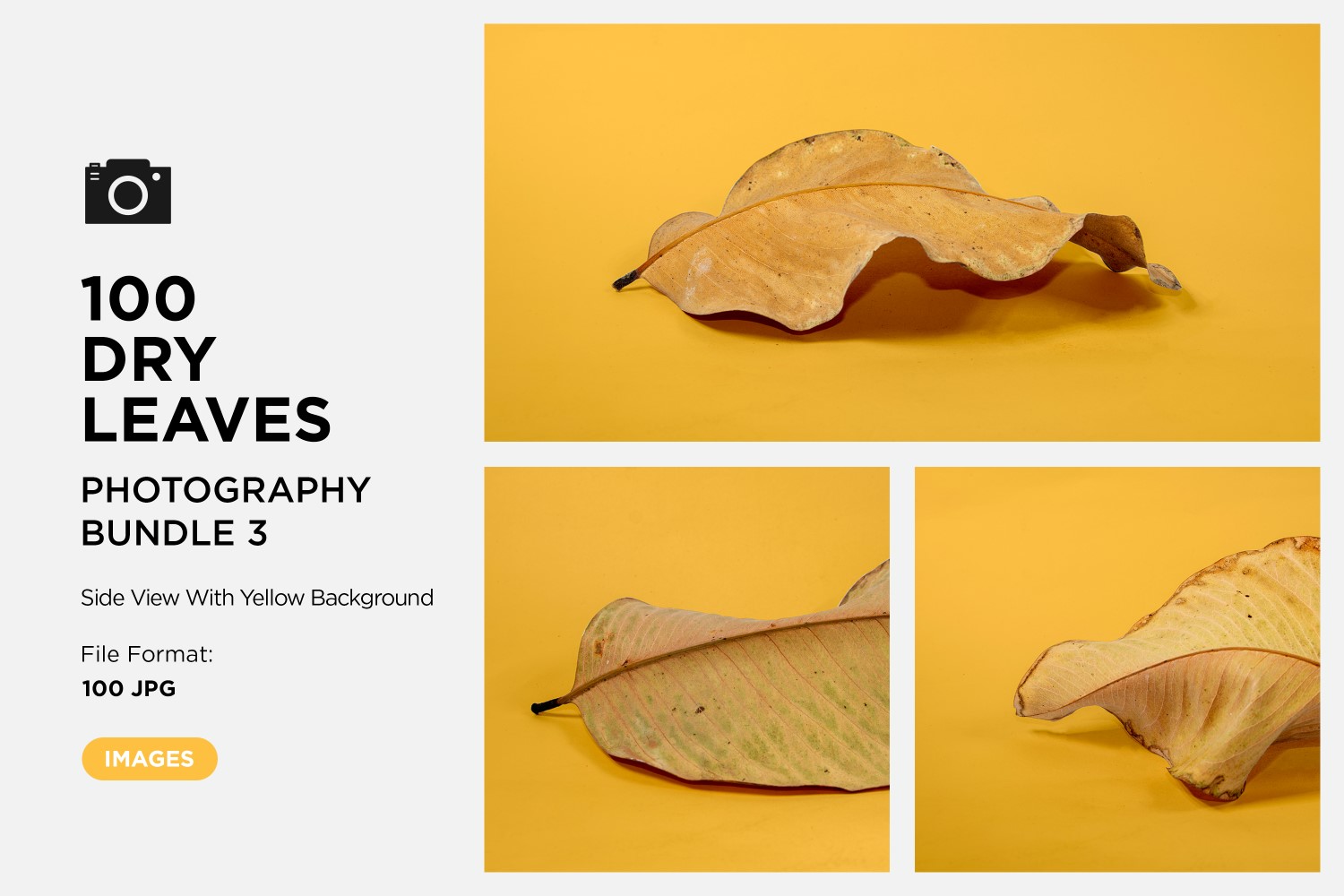 100 Side View Dead Dry leaf isolated on Yellow background autumn leaves Set 03