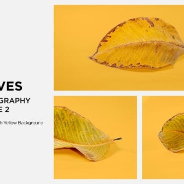 Leaf Dry Backgrounds 361581