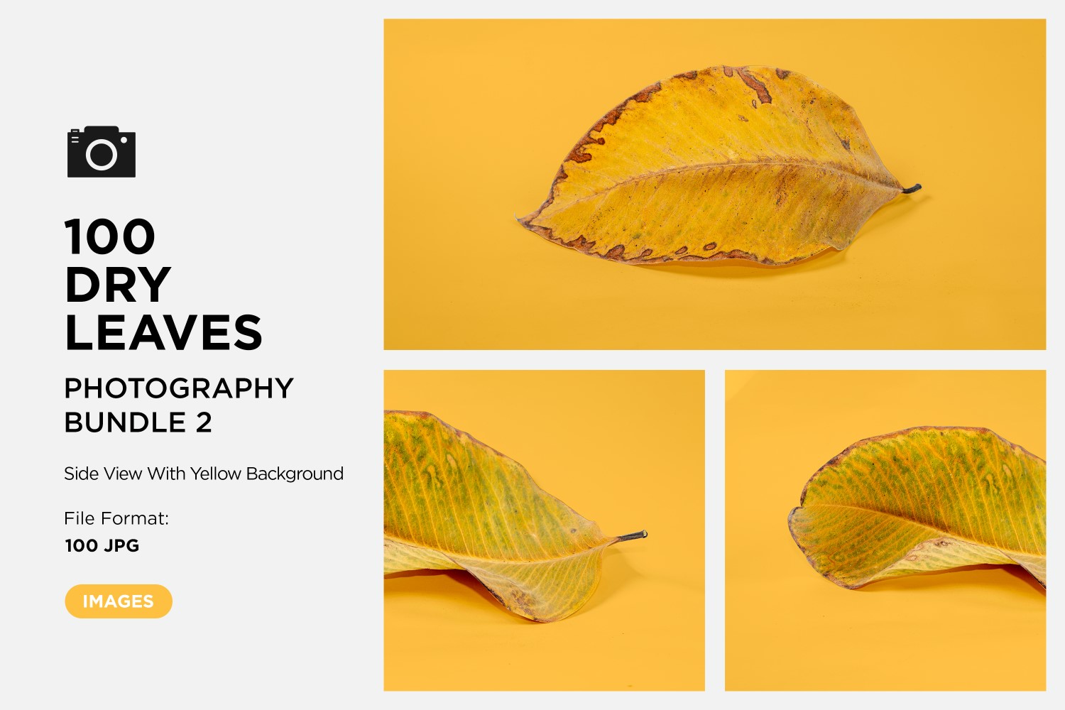 100 Side View Dead Dry leaf isolated on Yellow background autumn leaves Set 02