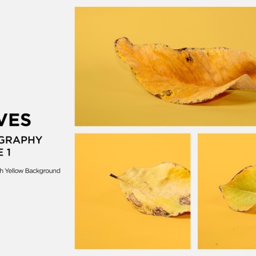 Leaf Dry Backgrounds 361582