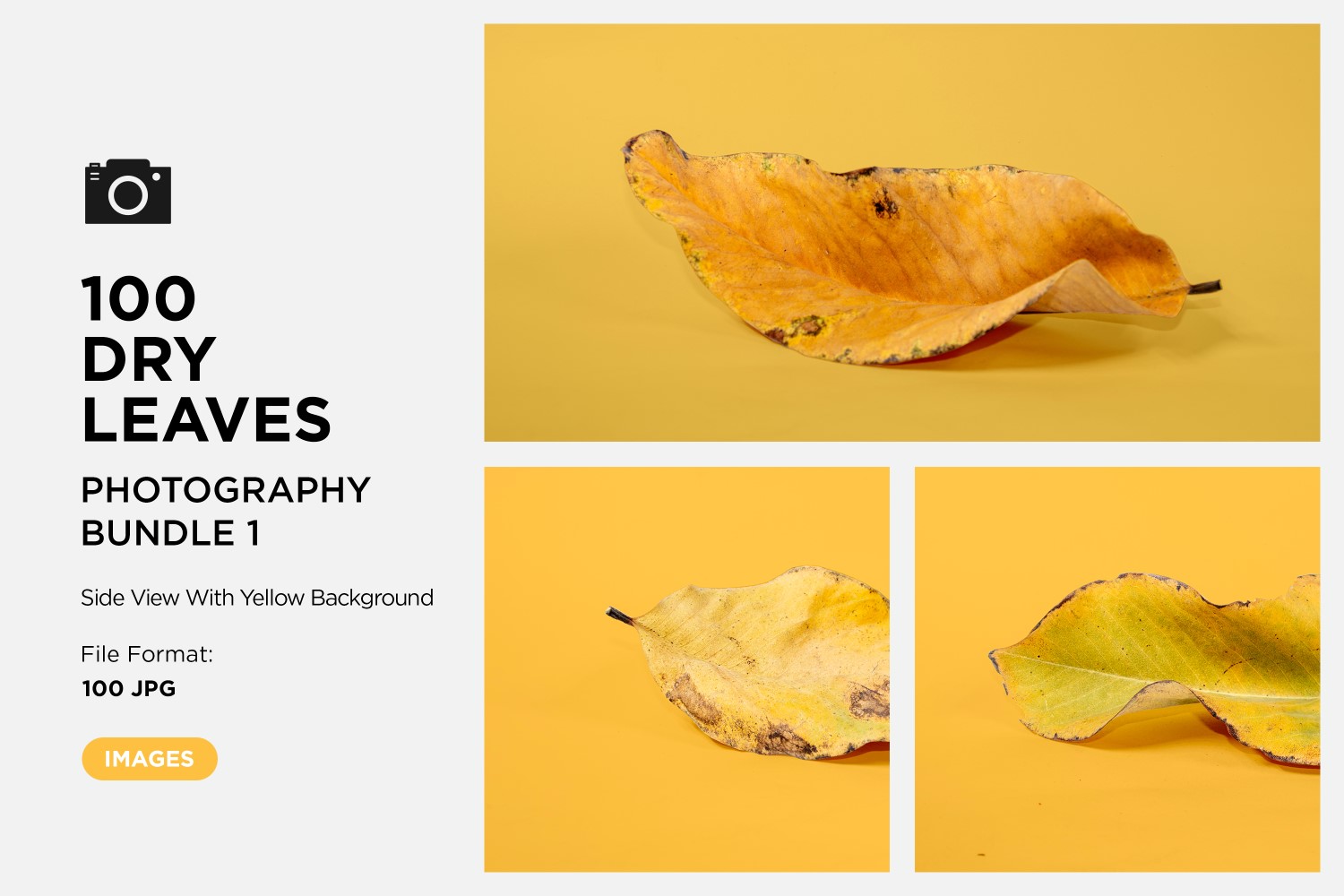 100 Side View Dead Dry leaf isolated on Yellow background autumn leaves Set 01