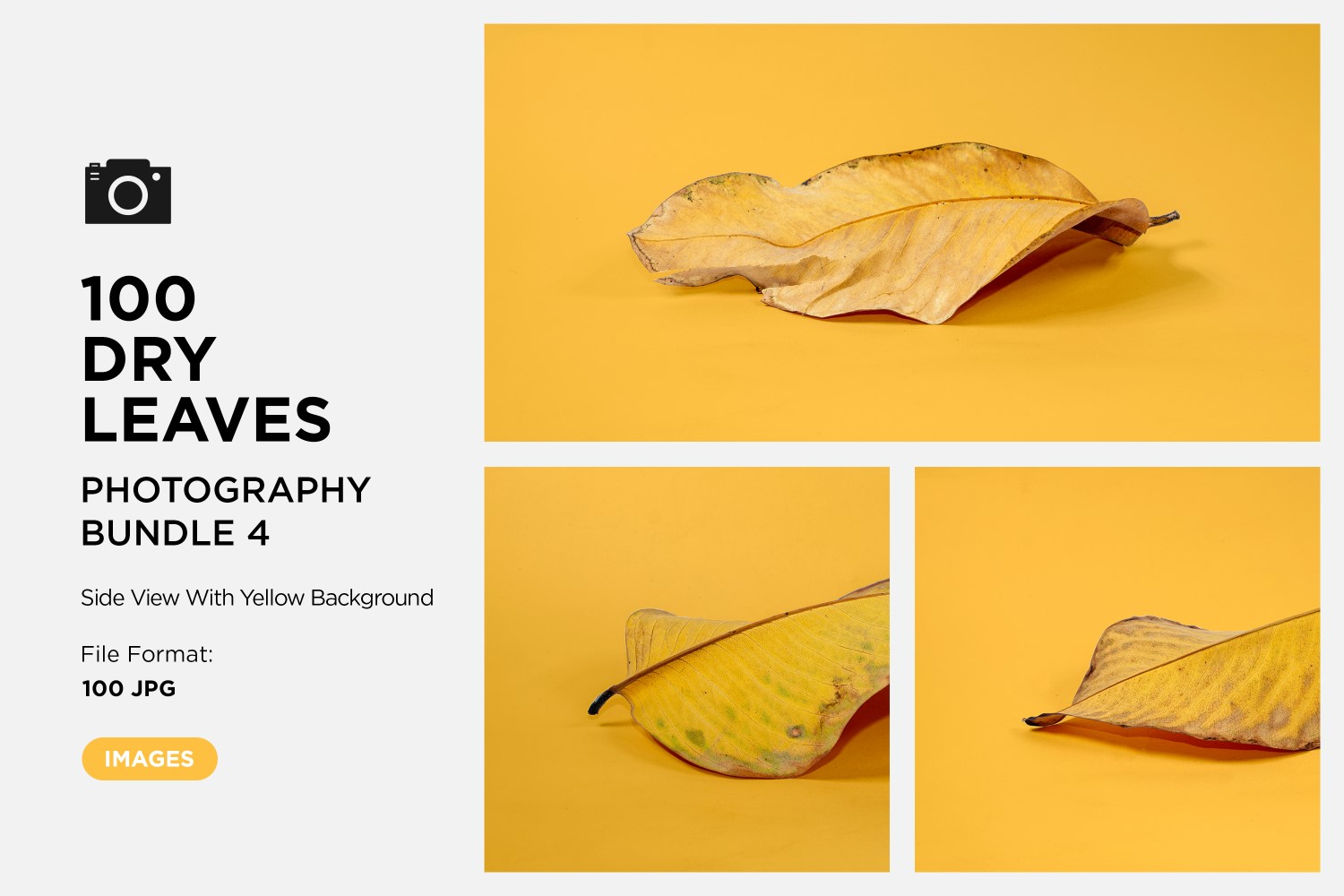 100 Side View Dead Dry leaf isolated on Yellow background autumn leaves Set 04