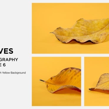 Leaf Dry Backgrounds 361584