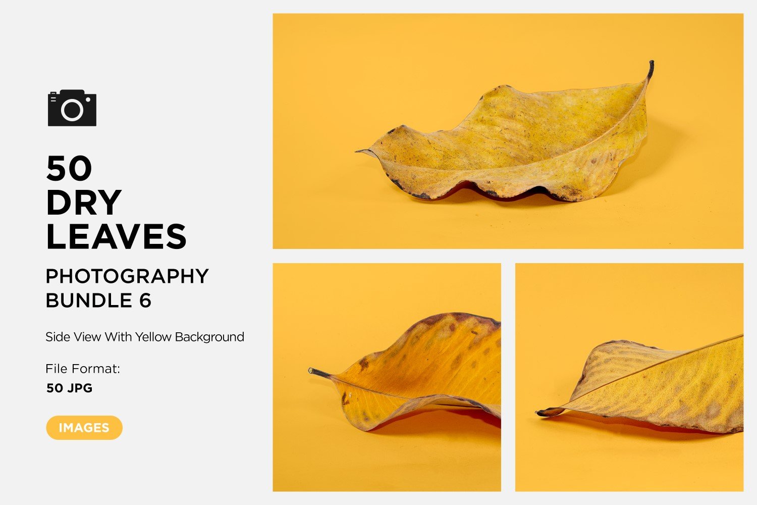 50 Side View Dead Dry leaf isolated on Yellow background autumn leaves Set 06