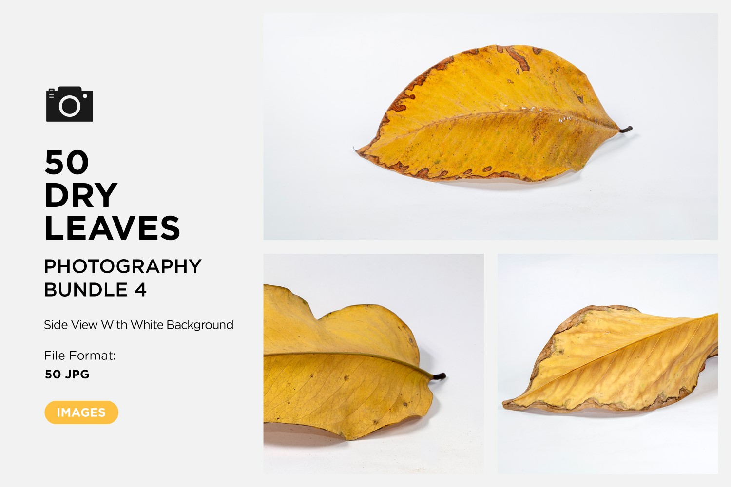 50 Side View Dead Dry leaf isolated on White background autumn leaves Set 04