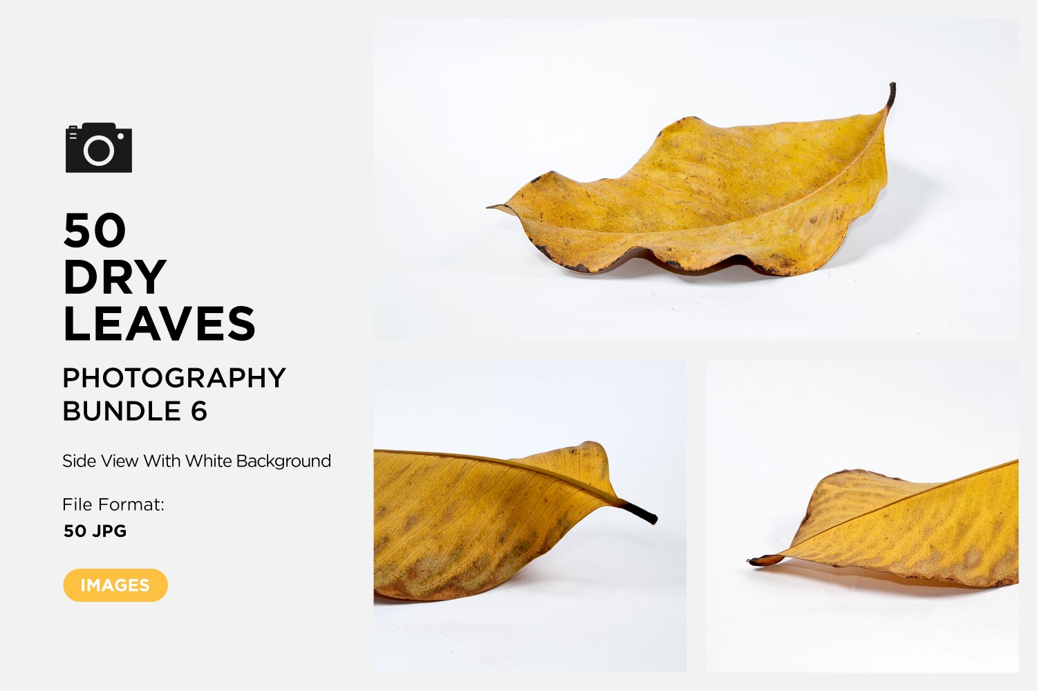 50 Side View Dead Dry leaf isolated on White background autumn leaves Set 06