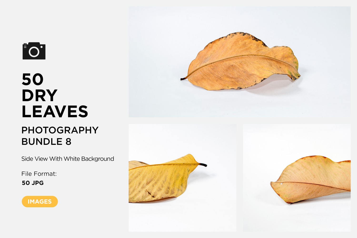 50 Side View Dead Dry leaf isolated on White background autumn leaves Set 08