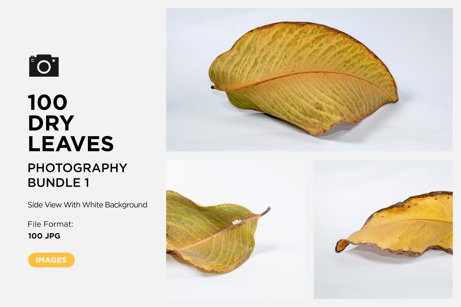 100 Side View Dead Dry leaf isolated on White background autumn leaves Set 01