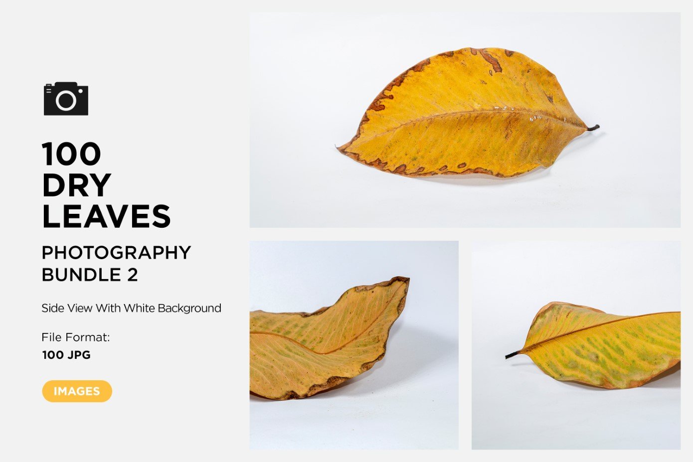 100 Side View Dead Dry leaf isolated on White background autumn leaves Set 02